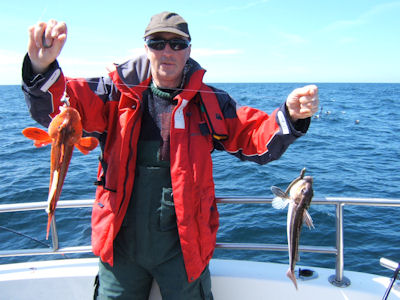 Double Gurnard