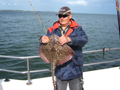 Thornback Ray