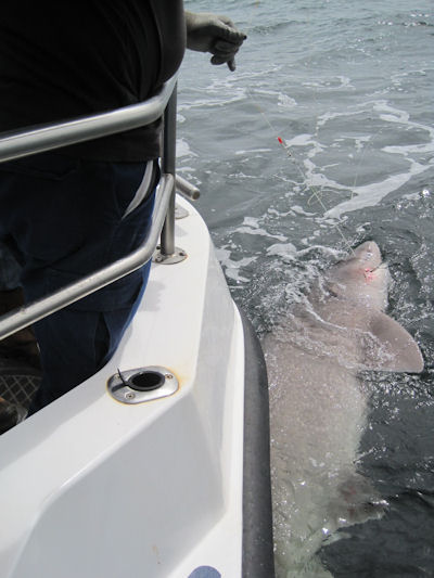 Six Gill Shark