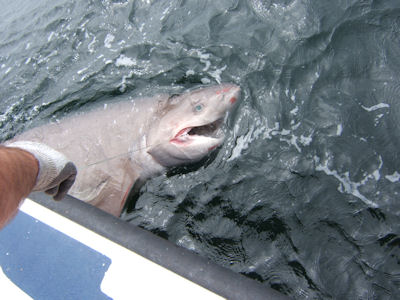 Six Gill Shark